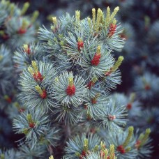 Сосна мелкоцветковая Негиши - Pinus parviflora Negishi